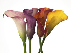 Calla Lilies