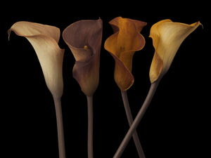 Calla Lilies