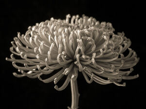 Enchanting Petals