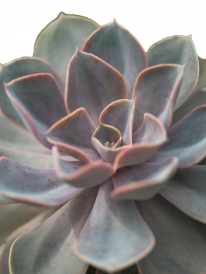 Close-up of Echeveria flower