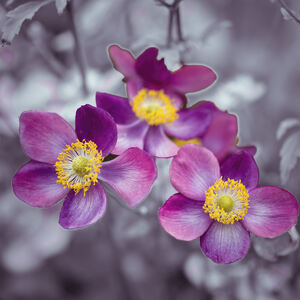 Anemone flowers