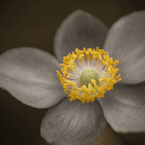 Delicate Perfection