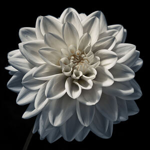 Dahlia flower