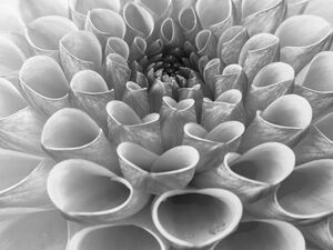 Coral Dahila