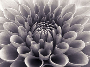 Dahlia Flower