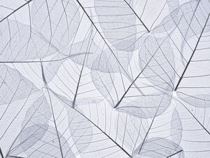Skeleton Leaves