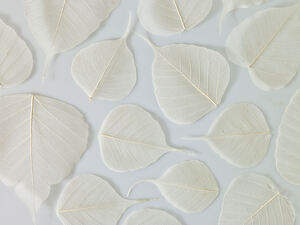 Skeleton Leaves