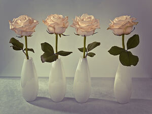 Beautiful Roses