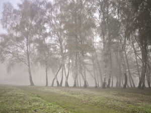 Misty Forest