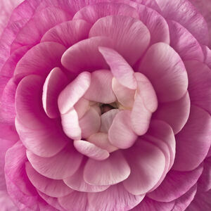 Pink Ranunculus