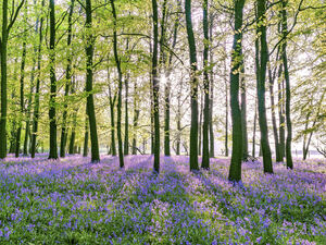 Bluebells in Forest