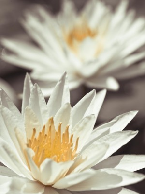 Water Lilies