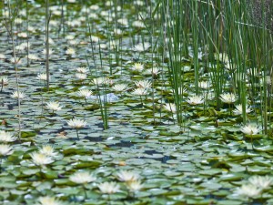 Water Lilies