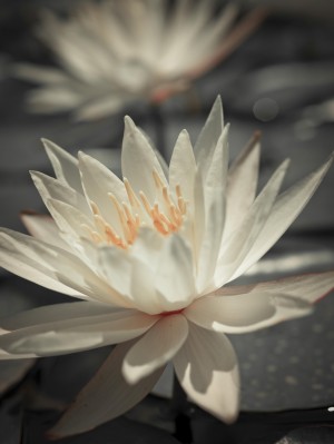 Water Lily