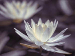 Water Lilies