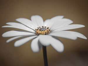 African Daisy
