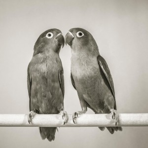 Two love birds kissing