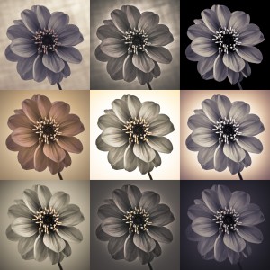 Collage of Dahlias flowers