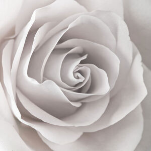 Captivating Rose