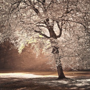 Autumn tree in sunlight