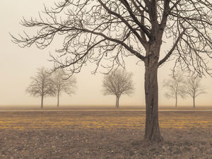 Misty Countryside