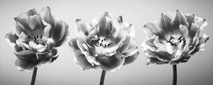 Three tulips