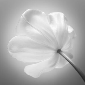 White Tulip