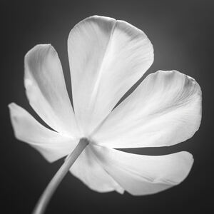 Tulip flower