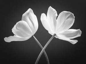 Two Tulip flowers crossed