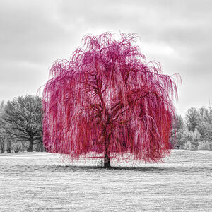 Red Tree