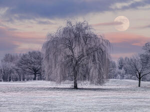 Frosty Tree