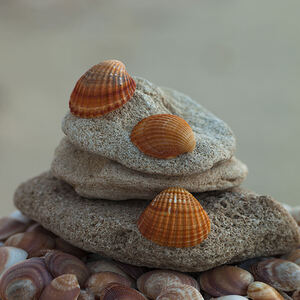 Sea shells on pebbles