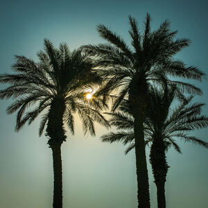 Palm Tree