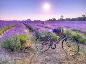 Bicycle in a Lavender field