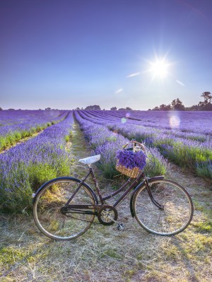 Bicycle with flowers in a Lavender field