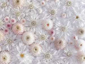 Full frame of Dahlia flowers