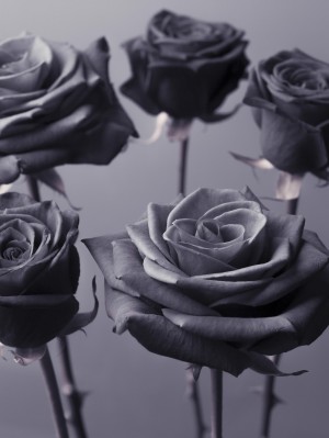 Close-up of Roses on colored background
