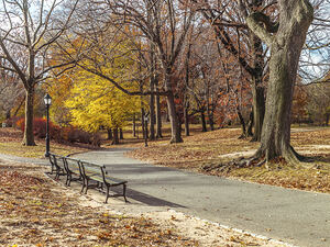 Central Park 