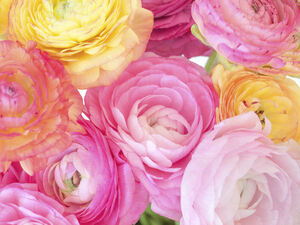 Pastel Ranunculus