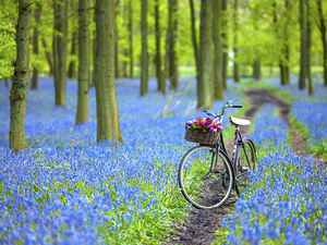 Bicycle in spring forest