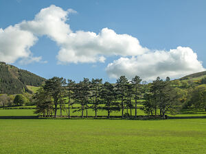 Countryside meadow