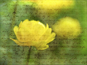 Vibrant Yellow Anemone Blossom