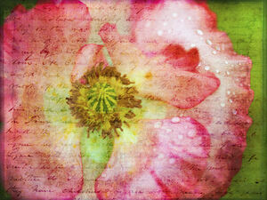 Captivating Poppy