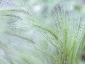 Wild grass Foxtail Barley
