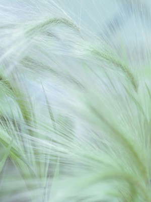 Wild grass Foxtail Barley