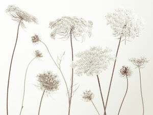 Cow Parsley
