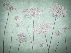 Cow Parsley
