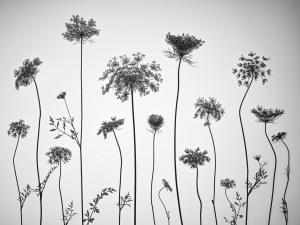 Cow parsley
