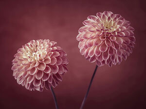 Dahlia flowers