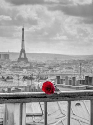 Rose on balcony railing with Eiffel Tower in background, Paris, France
